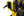 Scrambler Ducati SCR Lander Yellow